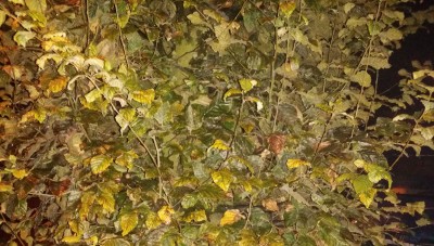 Baum-Blätter mit Anomalie - Vollansicht.jpg