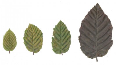 Baum-Blätter mit Anomalie.jpg