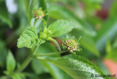 Lantana_2016_09_20.JPG