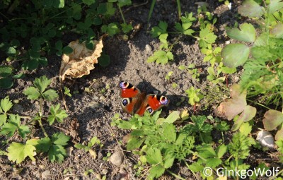 Schmetterling_2016_09_23 (1).JPG