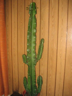 Euphorbia tetragona.JPG