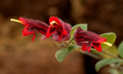 Aeschynanthus tricolor (1).jpg