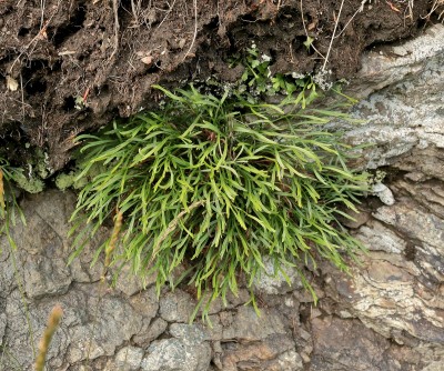 Asplenium septentrionale (2).jpg