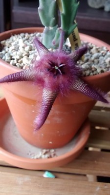 Stapelia paniculata.jpg