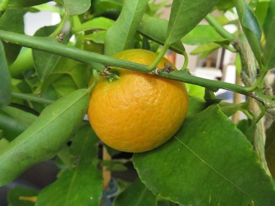 161112_citrus_reticulata_palazzelli_frucht.jpg