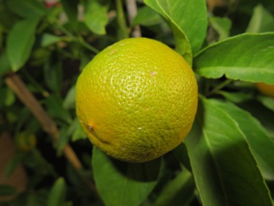 161112_citrus_limonia_borneo_frucht.jpg