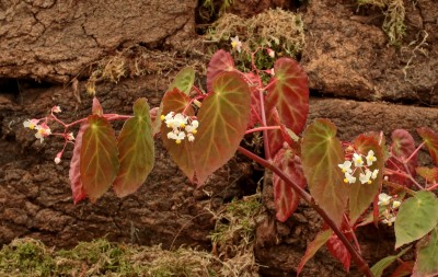 Begonia dietrichiana (1).jpg