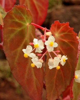 Begonia dietrichiana (2).jpg