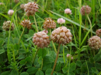 Erdbeer-Klee (Trifolium fragiferum).JPG