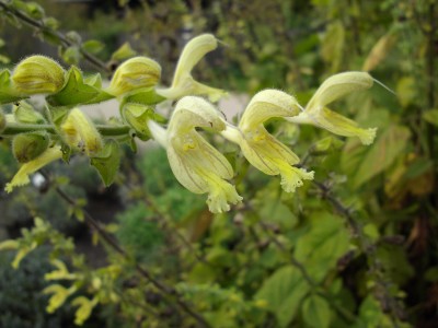 Klebriger Salbei (Salvia glutinosa).jpg
