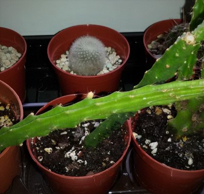 20170304_xAporocactus.jpg