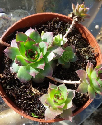 20170312_Sempervivum.jpg