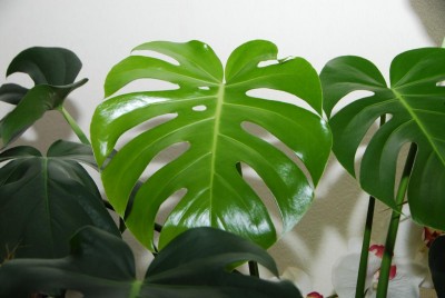 DSC_0916_Monstera.jpg