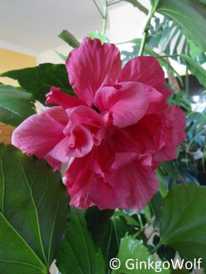 Hibiscus_rotgfllt_2017_05_20.JPG