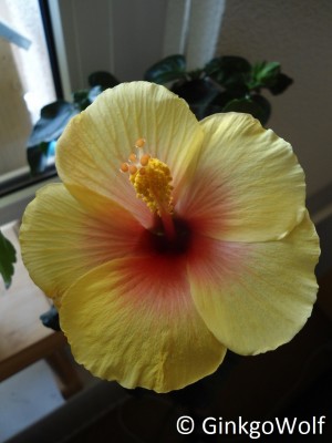 Hibiscus_gelborange_2017_05_23 (1).JPG