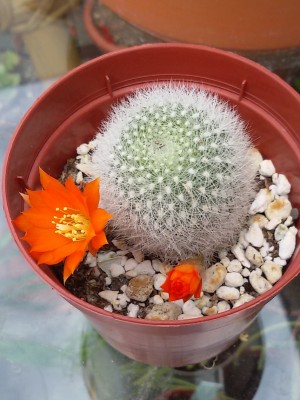 Rebutia muscula (2).jpg