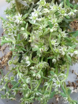 Sedum  hispanicum.jpg