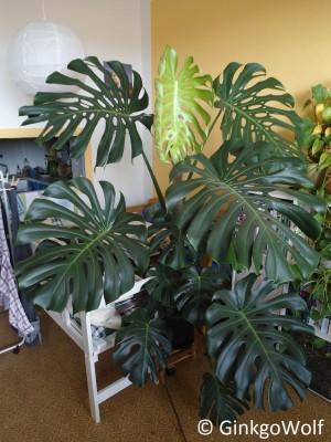 Monstera_2017_06_17.JPG