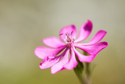 Silene colorata (1).jpg