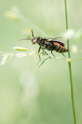 Weichkäfer (1).jpg