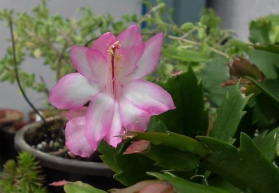 Schlumbergera.JPG