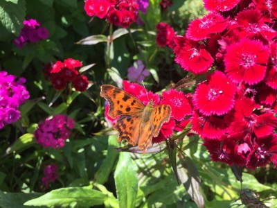 C-Falter (Polygonia c-album), Sommergeneration (2).jpg