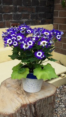 Blaue Blume c.jpeg