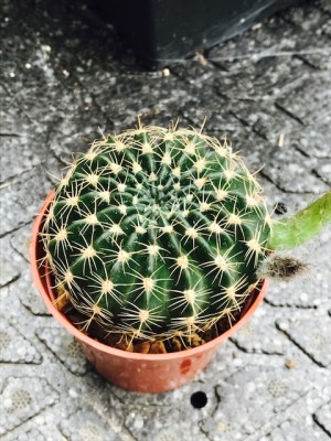 Echinopsis_2.jpg