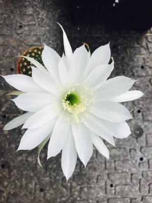 Echinopsis_3.jpg