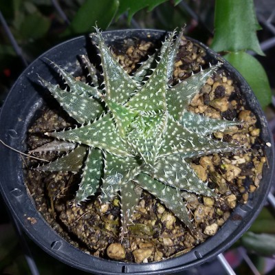 Haworthia (1).jpg