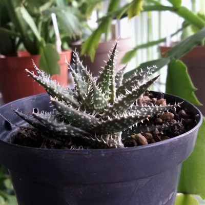 Haworthia (2).jpg