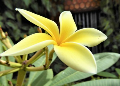 Plumeria (1).JPG