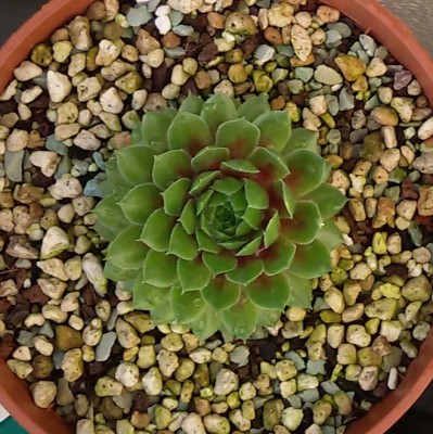 Crassulaceae (5).jpg