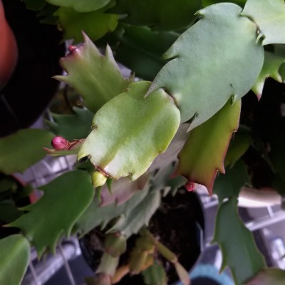 Schlumbergera (b).jpg