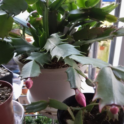 Schlumbergera (c).jpg