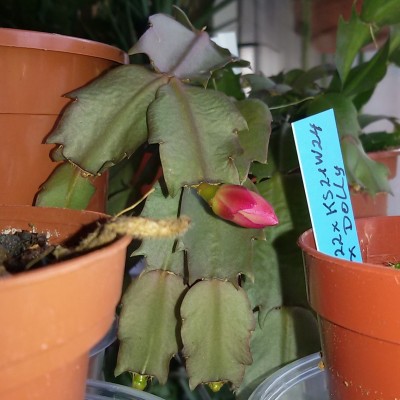 Schlumbergera (d).jpg