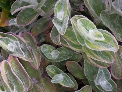 Tradescantia (4).jpg