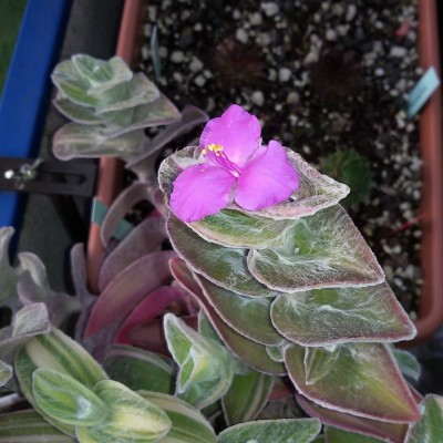 Tradescantia (2).jpg