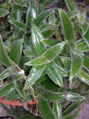 Tradescantia (3).jpg