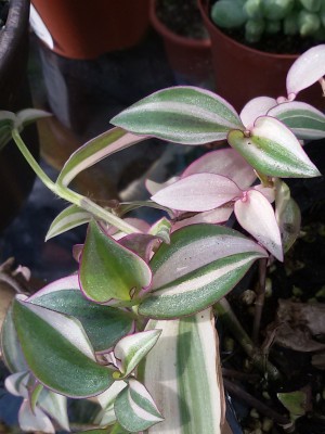 Tradescantia (5).jpg