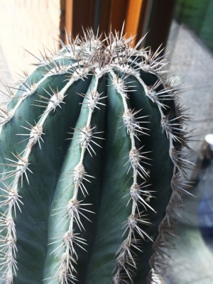 kaktus4.jpg