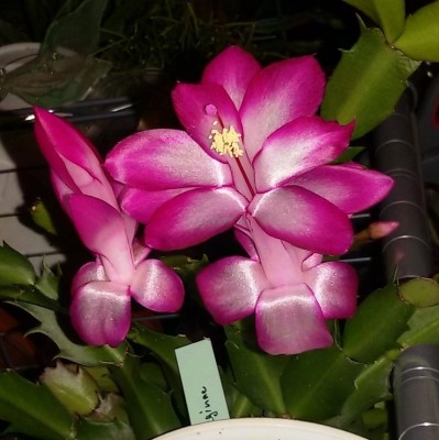 Schlumbergera x reginea Bristol Queen.jpg