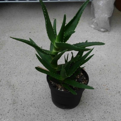 Aloe (4).JPG