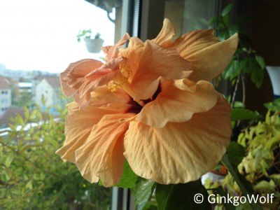 Hibiscus_cremegfllt_2017_10_18.JPG