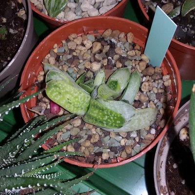 Gasteria.jpg