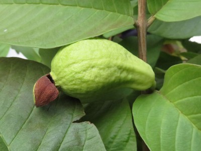 171029_psidium_guajava_1_frucht_2.jpg