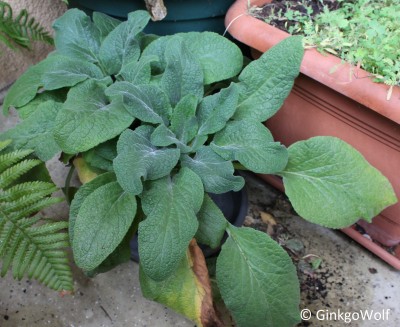 Digitalis_grandiflora_2017_11_02.JPG