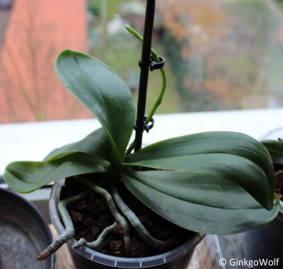 Phal_2017_11_02.JPG