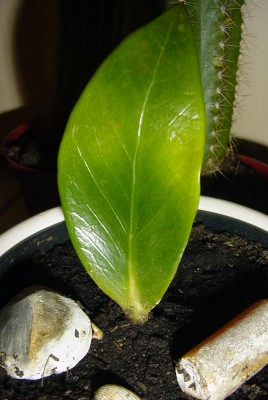 Zamioculcas zamiifolia Blatt.JPG
