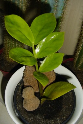 Zamioculcas zamiifolia Pflanze.JPG